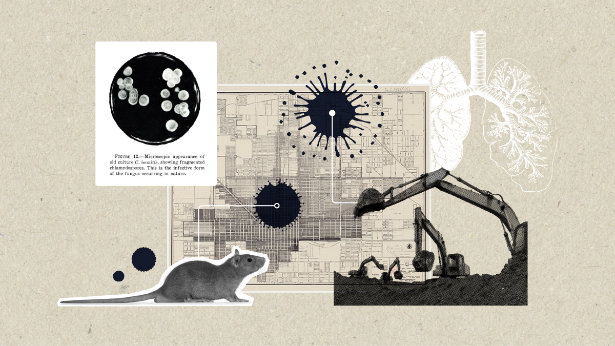 A graphic illustration representing the way valley fever spreads in the environment.