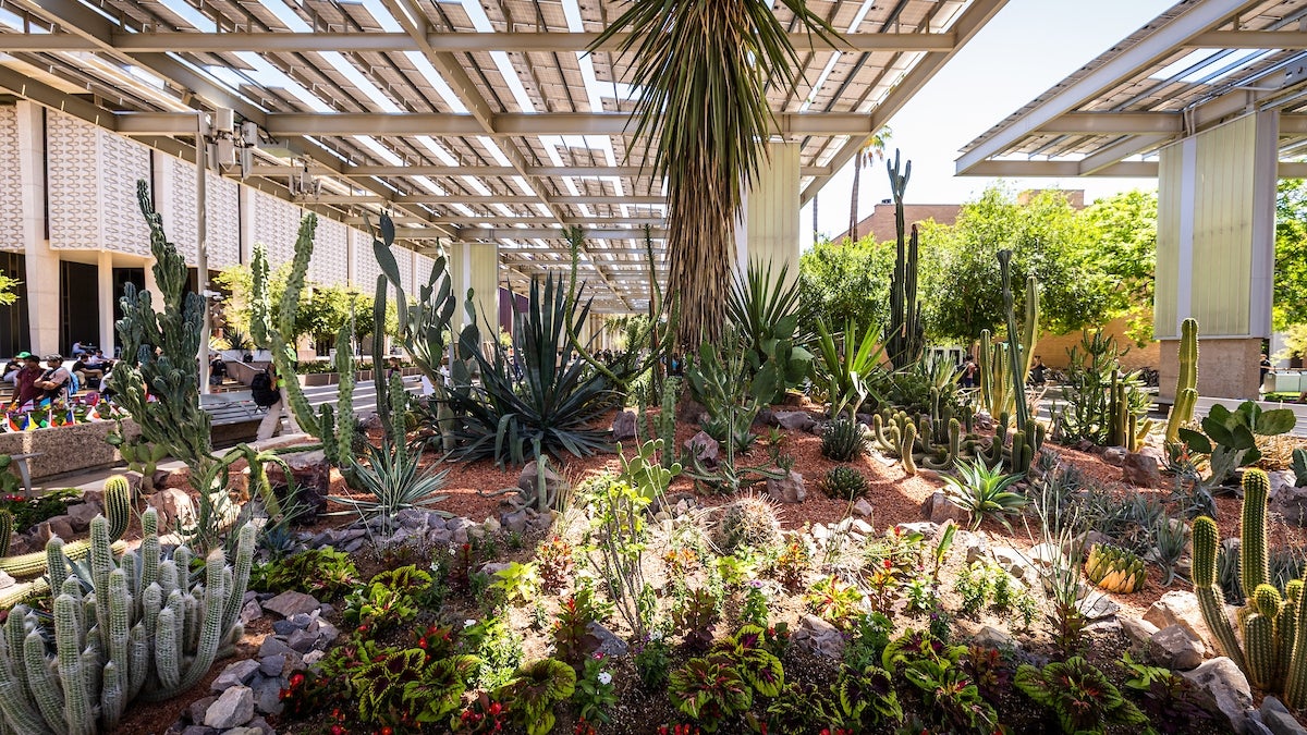 Photo of green infrastructure on ASU CAMPUS