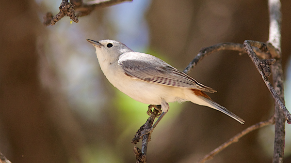 Lucy's Warbler sitting in a tree